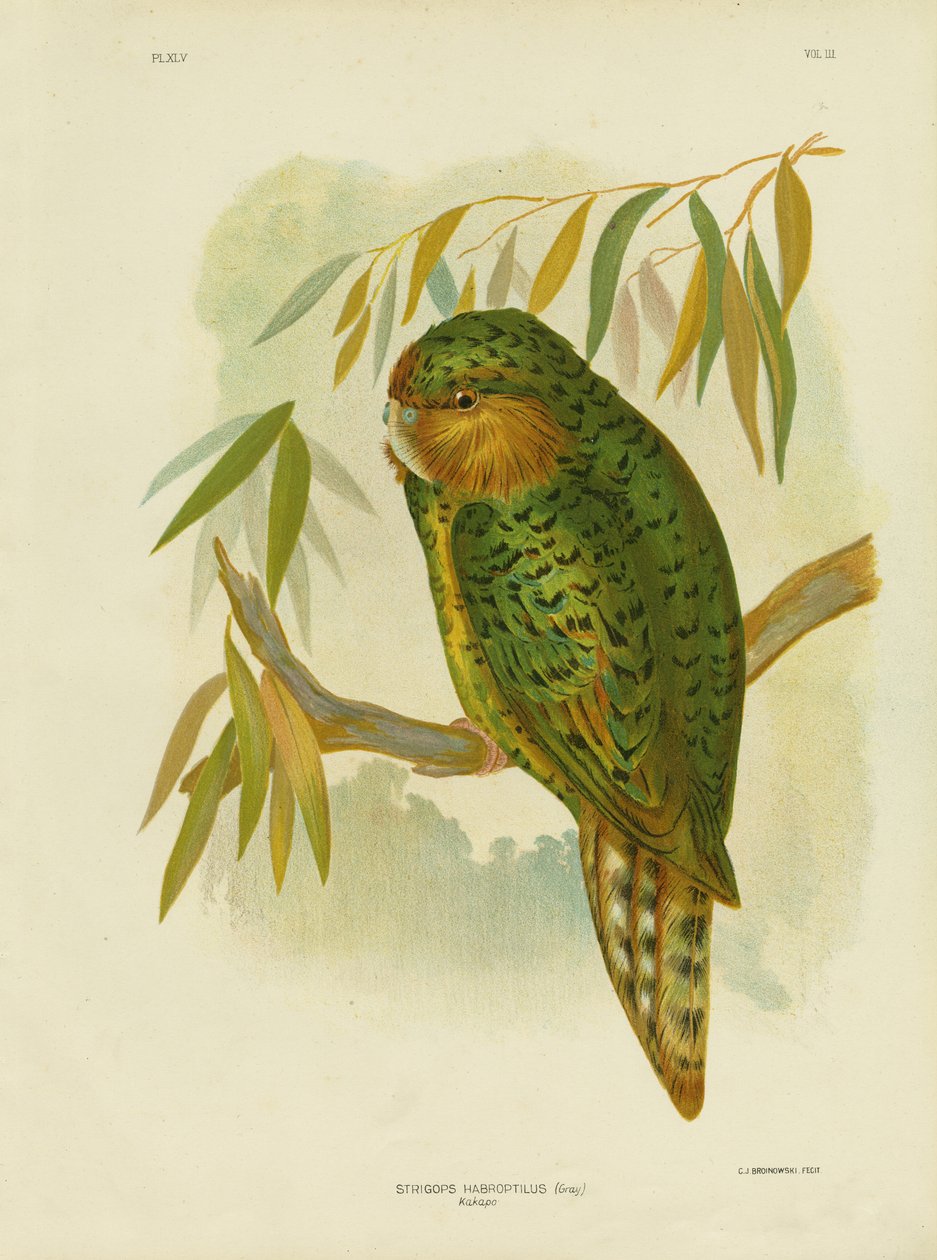 Kakapo, 1891 alkotó: Gracius Broinowski