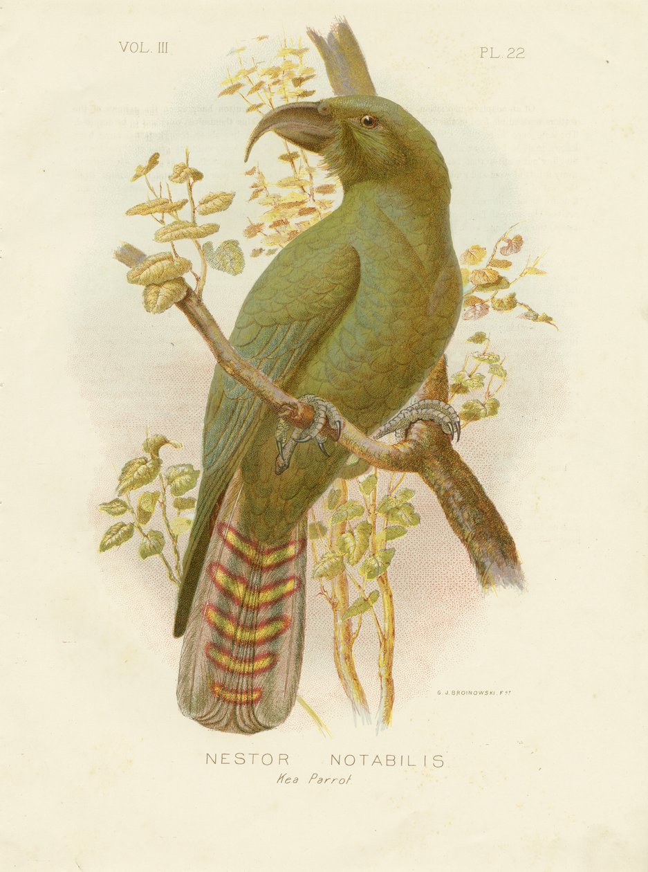 Kea, 1891 alkotó: Gracius Broinowski