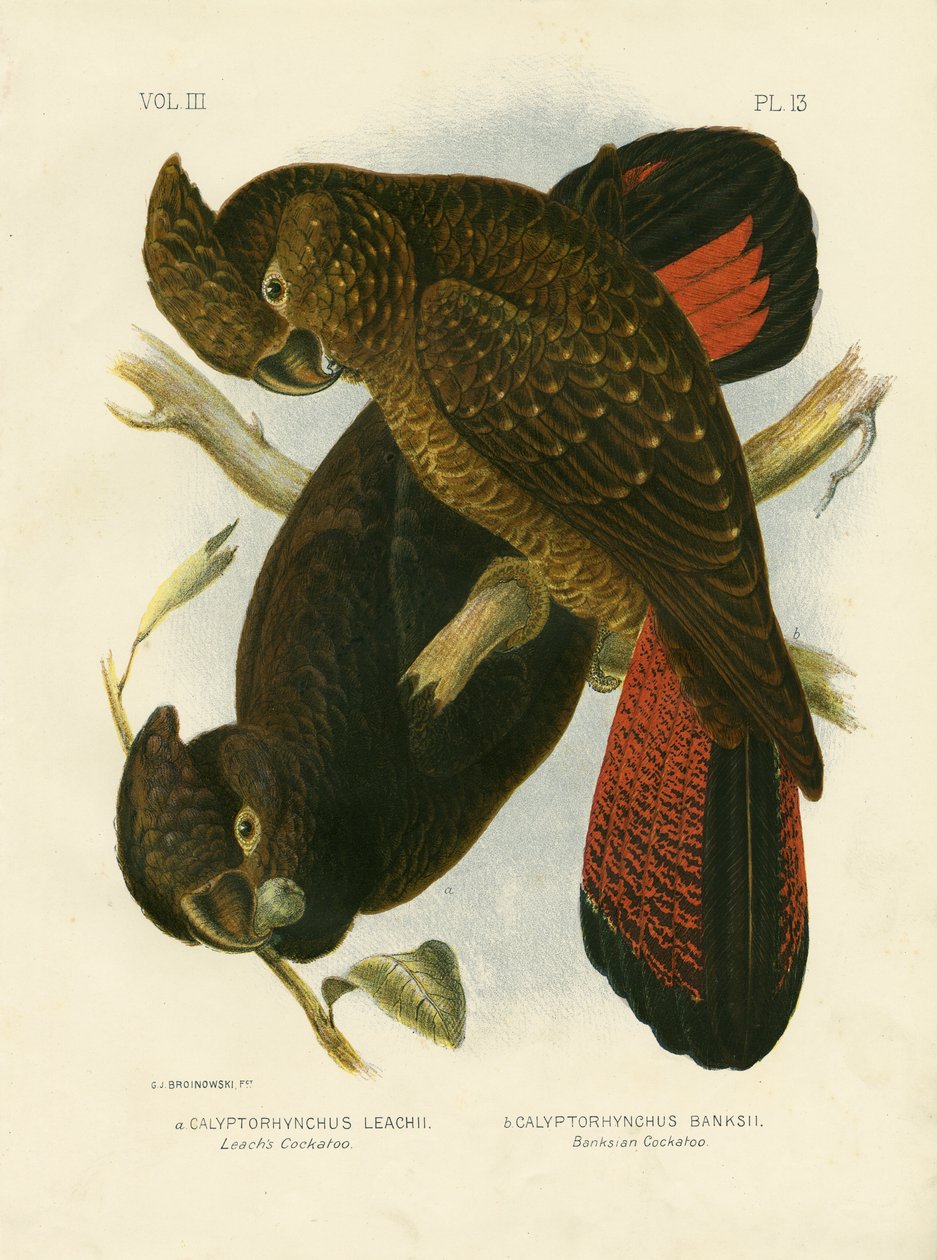 Leach-kakadu, 1891 alkotó: Gracius Broinowski