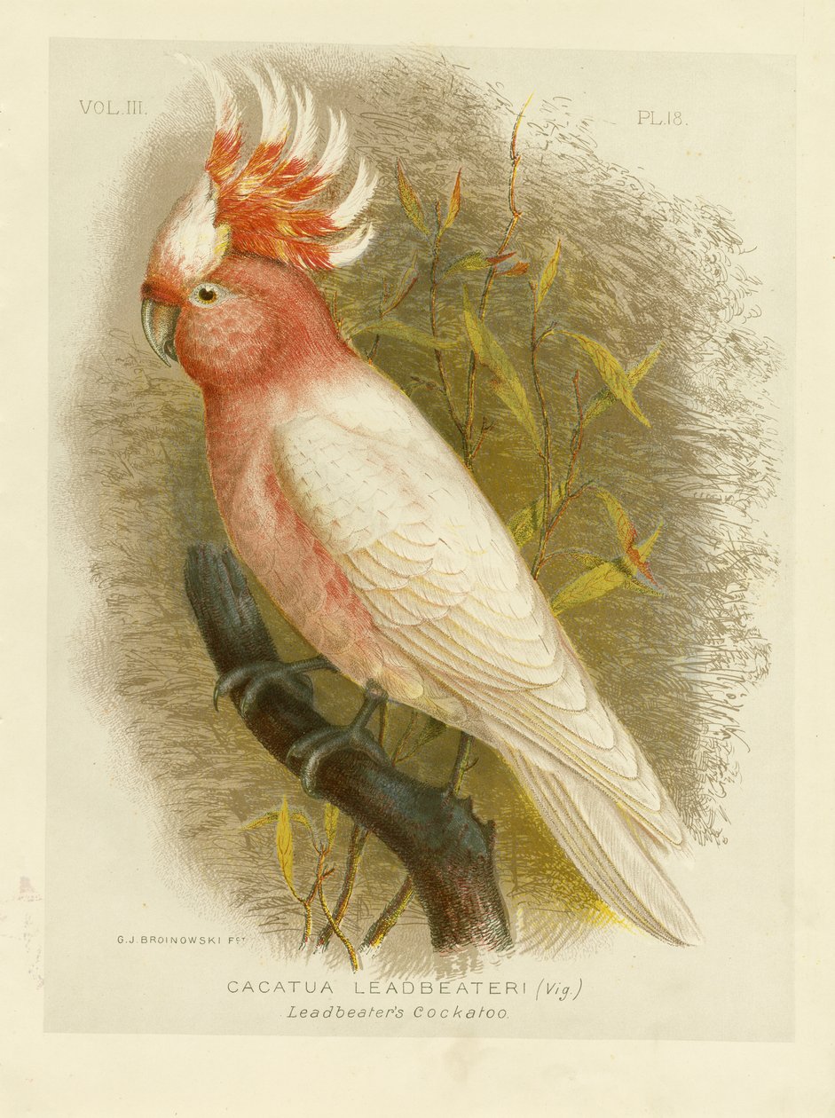 Leadbeater kakaduja, 1891 alkotó: Gracius Broinowski