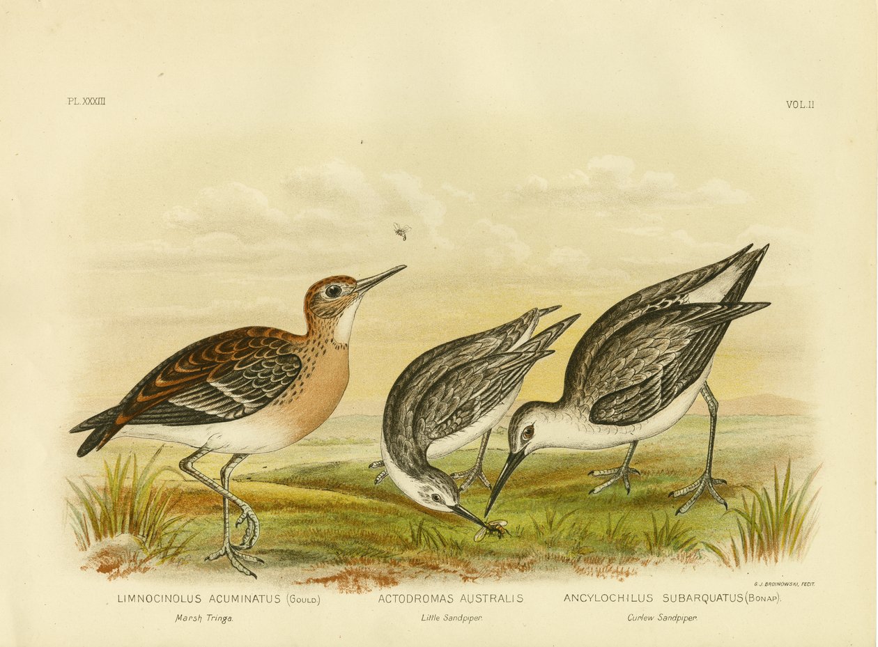 Marsh Tringa, 1891 alkotó: Gracius Broinowski