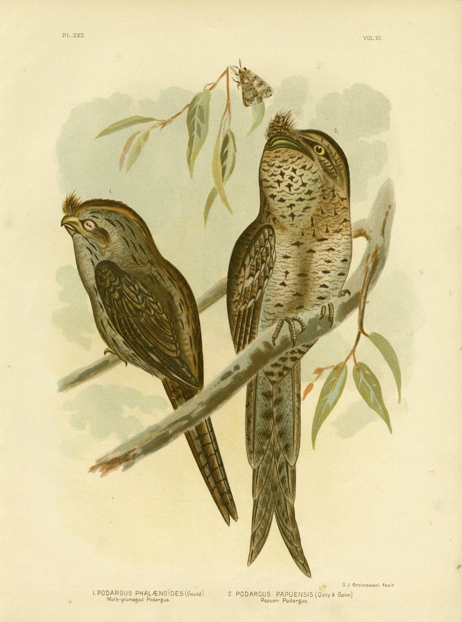 Molytollú podargus, 1891 alkotó: Gracius Broinowski