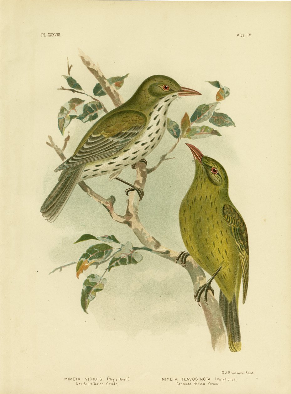 Új-Dél-Wales Oriole vagy Zöld Oropendola, 1891 alkotó: Gracius Broinowski