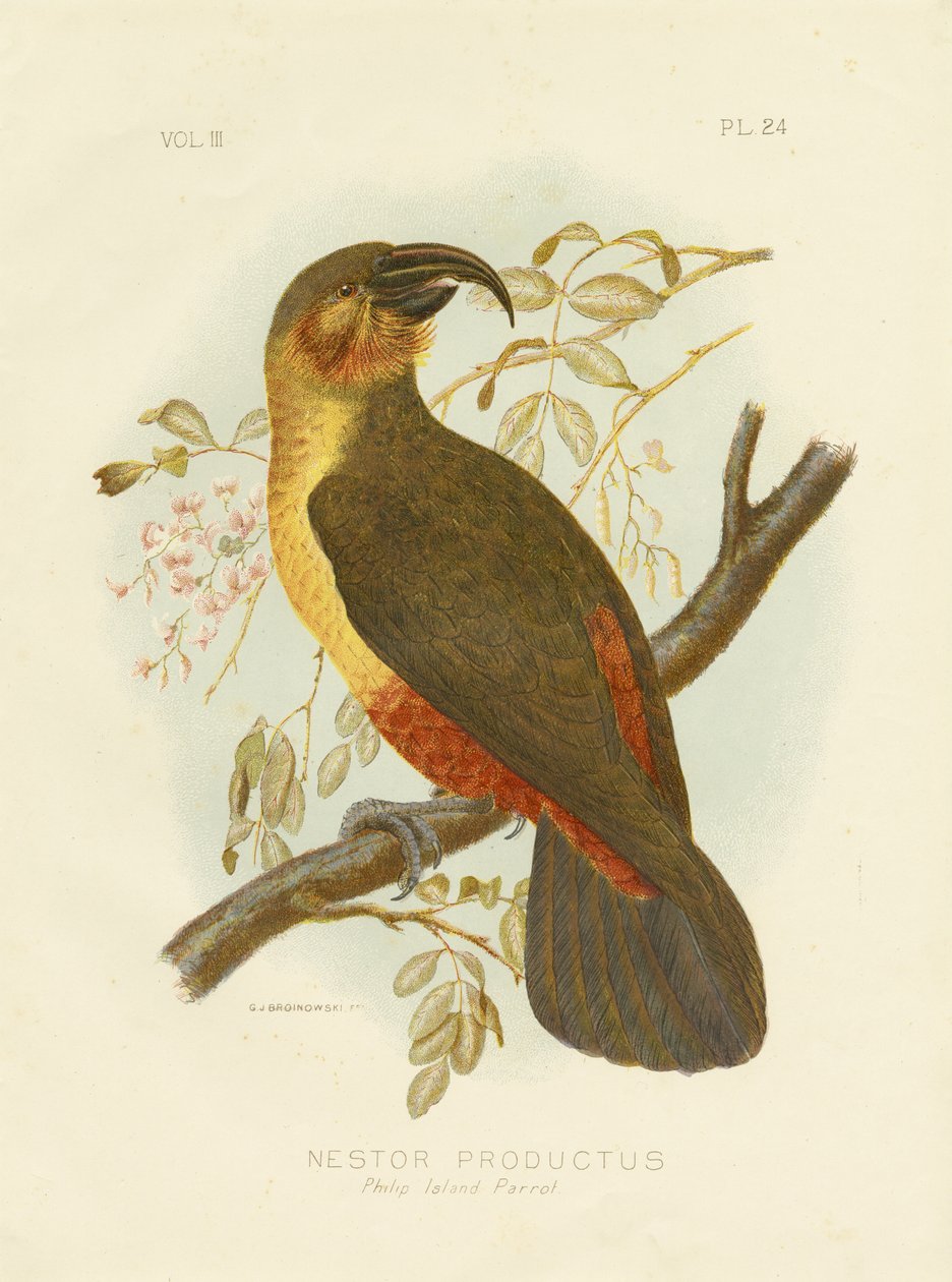 Norfolk Kaká, 1891 alkotó: Gracius Broinowski