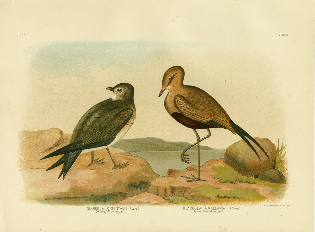 Keleti pratincole vagy kis pratincole, 1891 alkotó: Gracius Broinowski