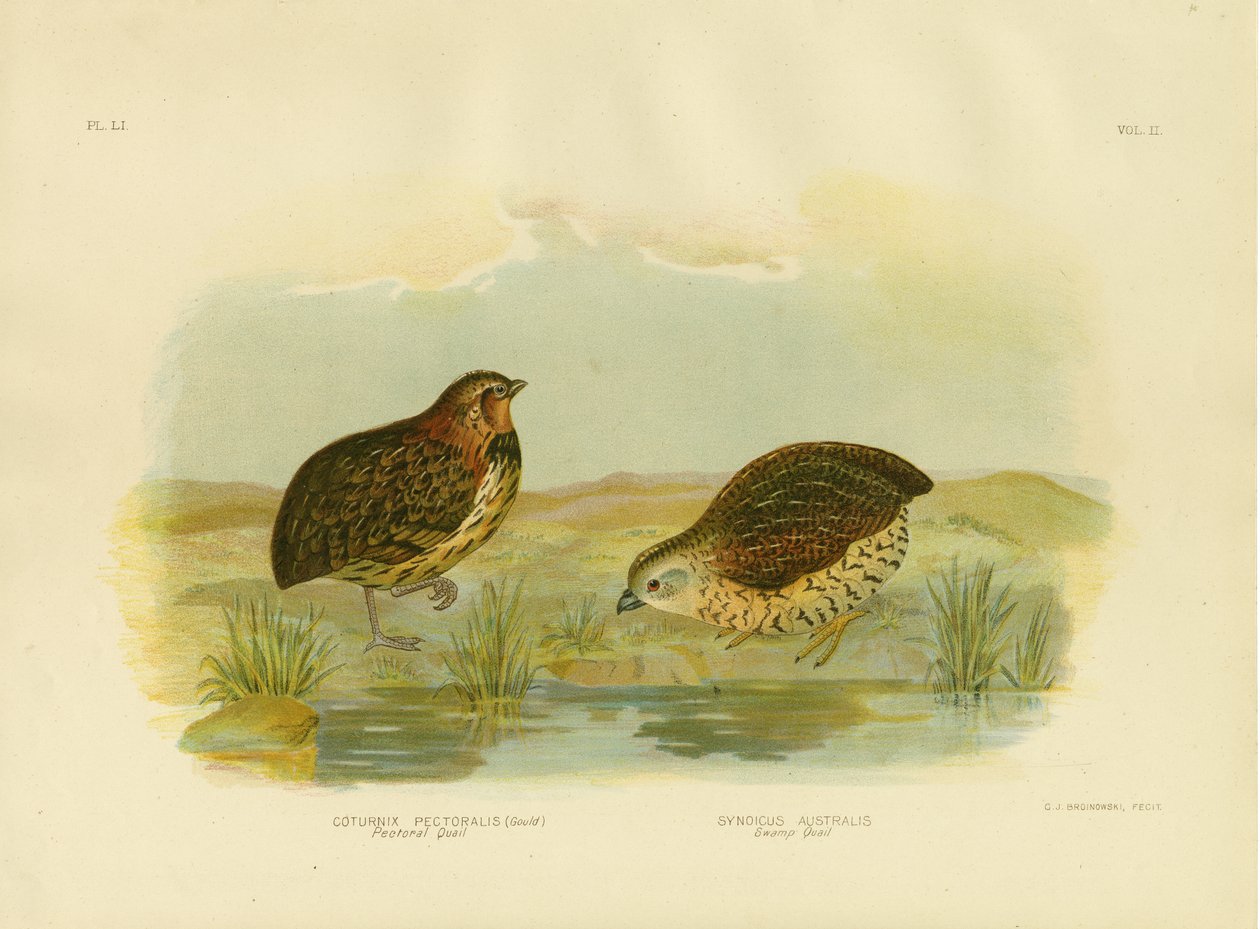 Mellfürj, 1891 alkotó: Gracius Broinowski