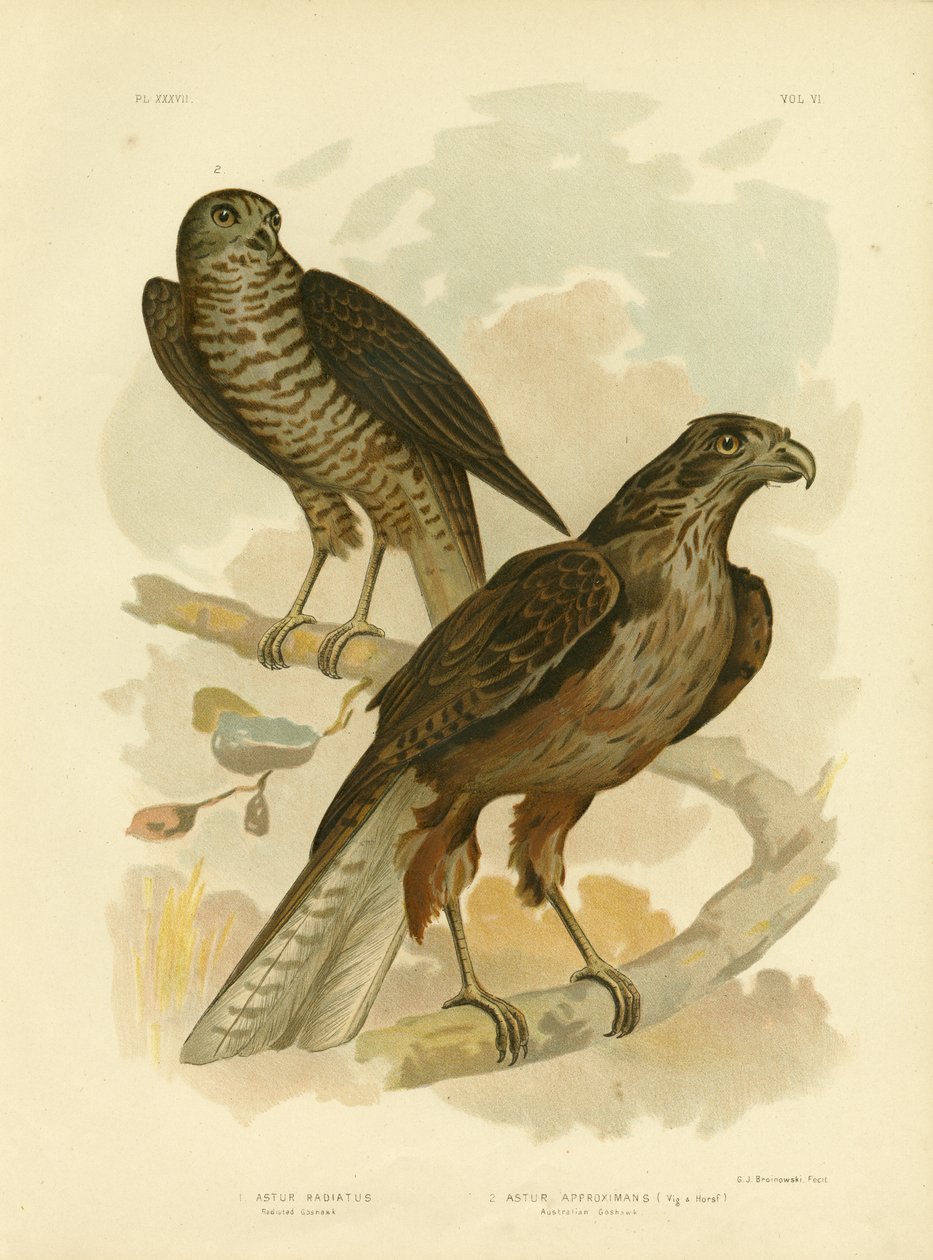 Sugárzott Goshawk, 1891 alkotó: Gracius Broinowski
