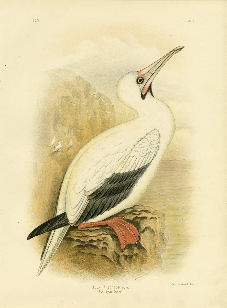Vöröslábú gannet, 1891 alkotó: Gracius Broinowski