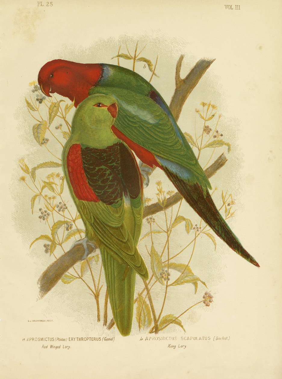 Vörösszárnyú lori vagy vörösszárnyú papagáj, 1891 alkotó: Gracius Broinowski
