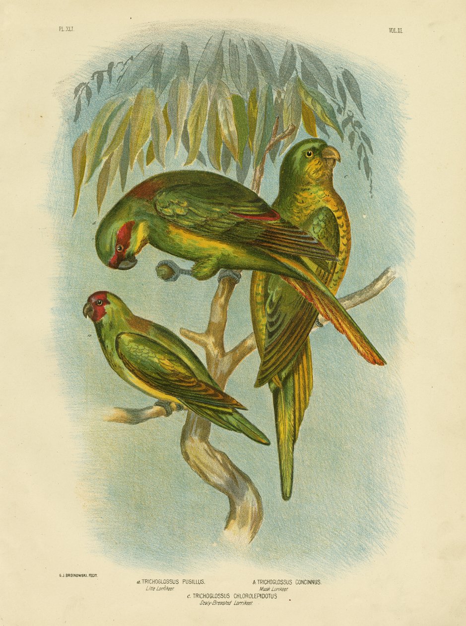 Pikkelyes mellű lórika, 1891 alkotó: Gracius Broinowski