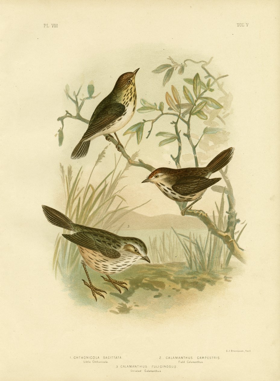 Pettyes poszcsa, 1891 alkotó: Gracius Broinowski