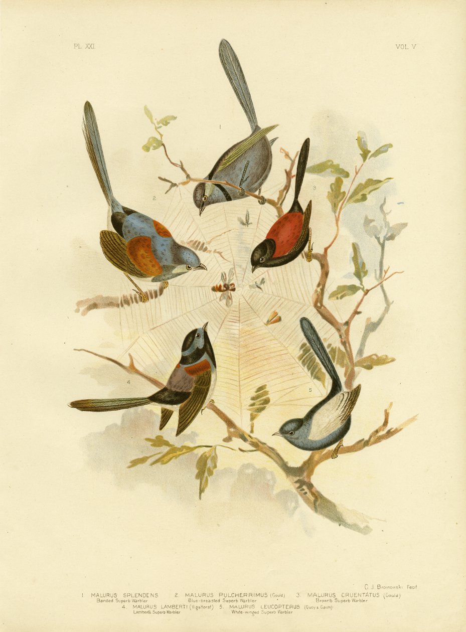 Splendid Fairywren, 1891 alkotó: Gracius Broinowski