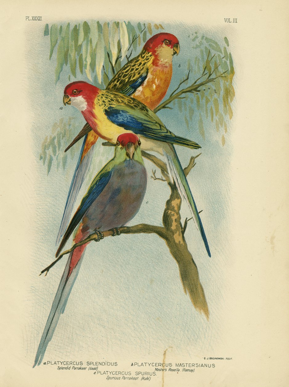 Splendid Parakeet, 1891 alkotó: Gracius Broinowski