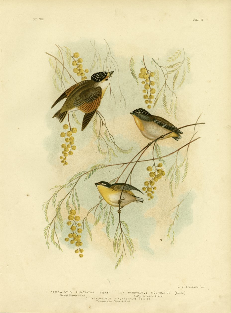 Foltos gyémántmadár vagy foltos pardalote, 1891 alkotó: Gracius Broinowski