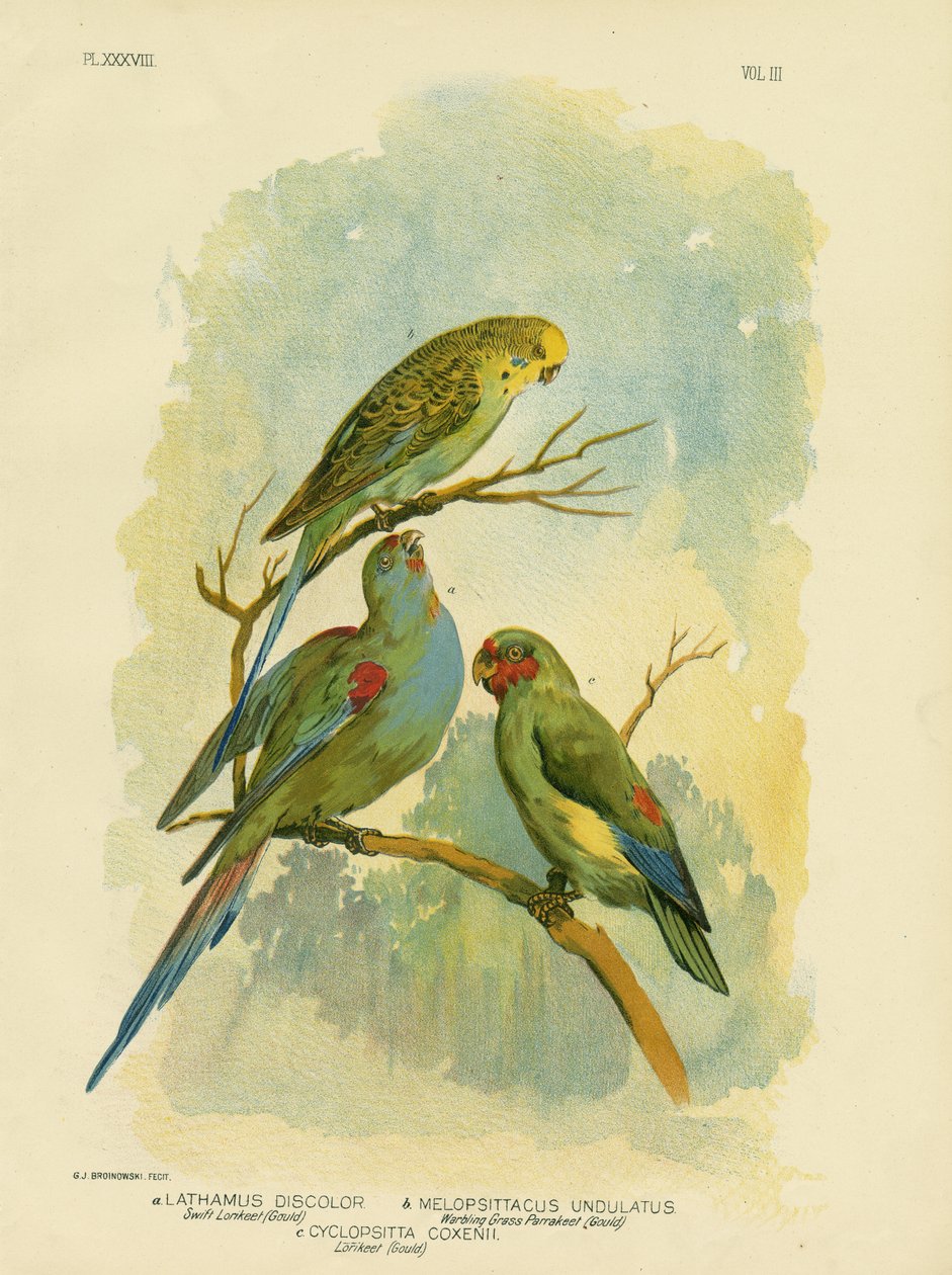 Swift Lorikeet, 1891 alkotó: Gracius Broinowski