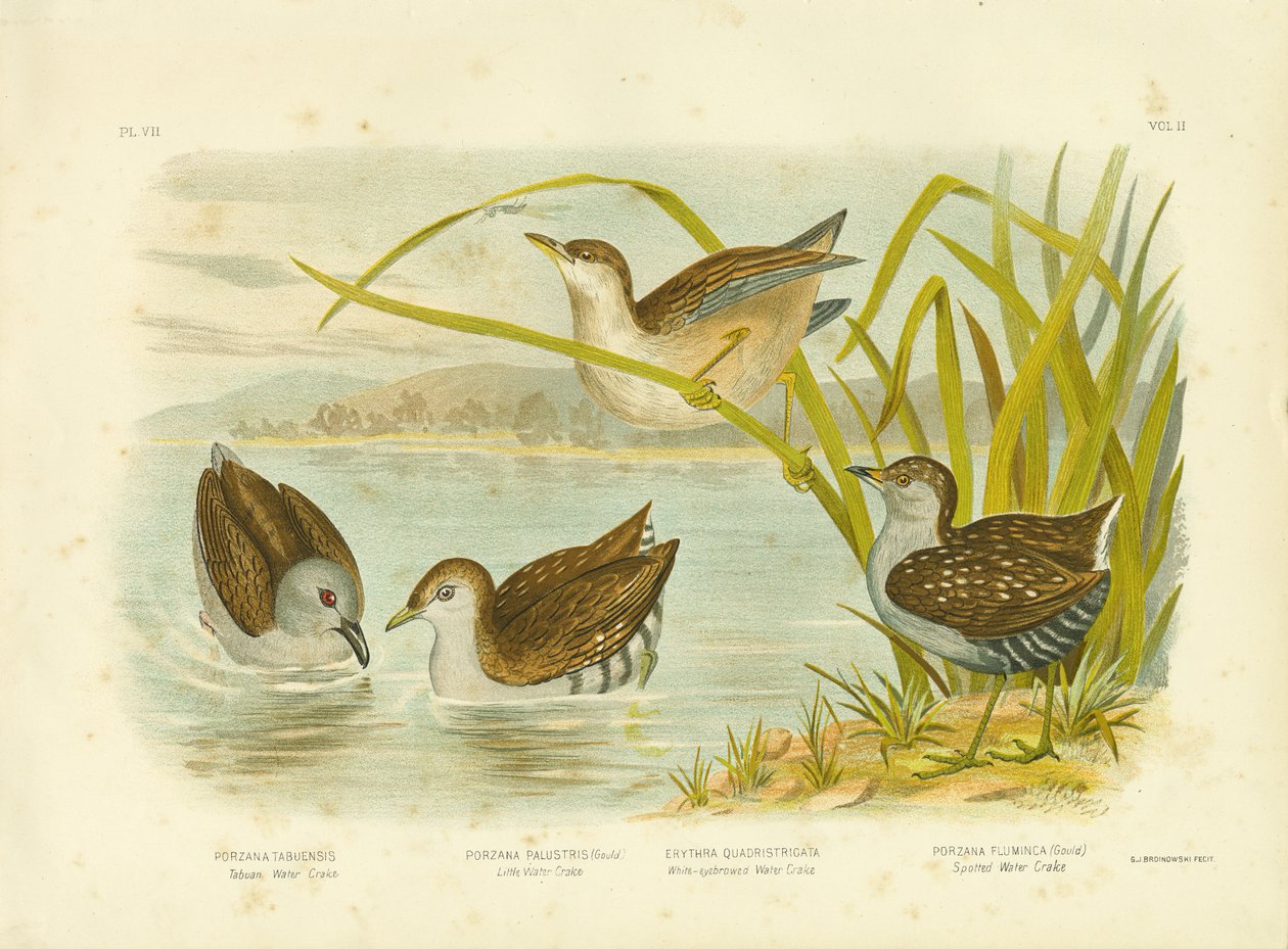 Tabuan Water Crake vagy Sooty Crake, 1891 alkotó: Gracius Broinowski
