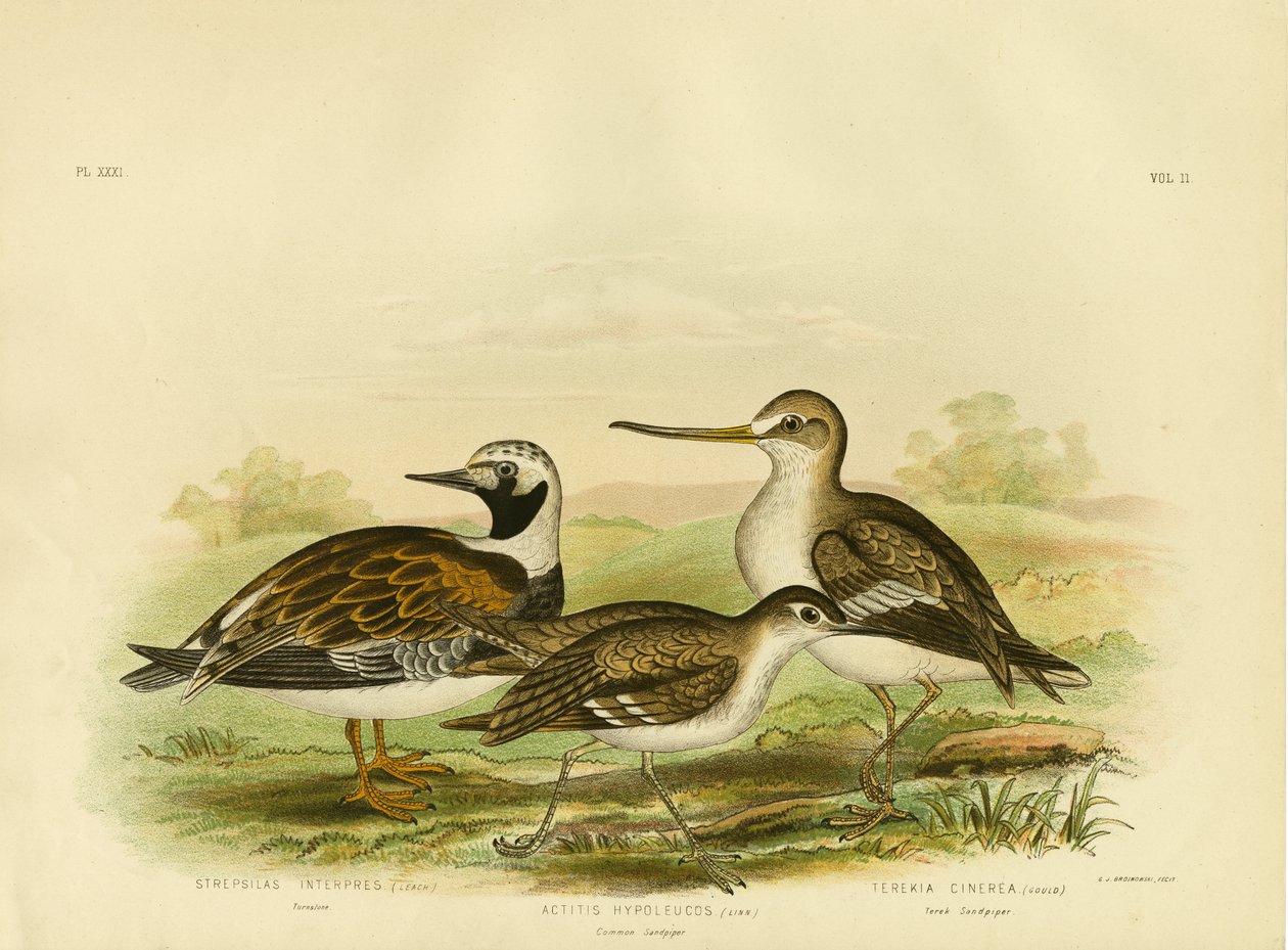 Turnstone, 1891 alkotó: Gracius Broinowski