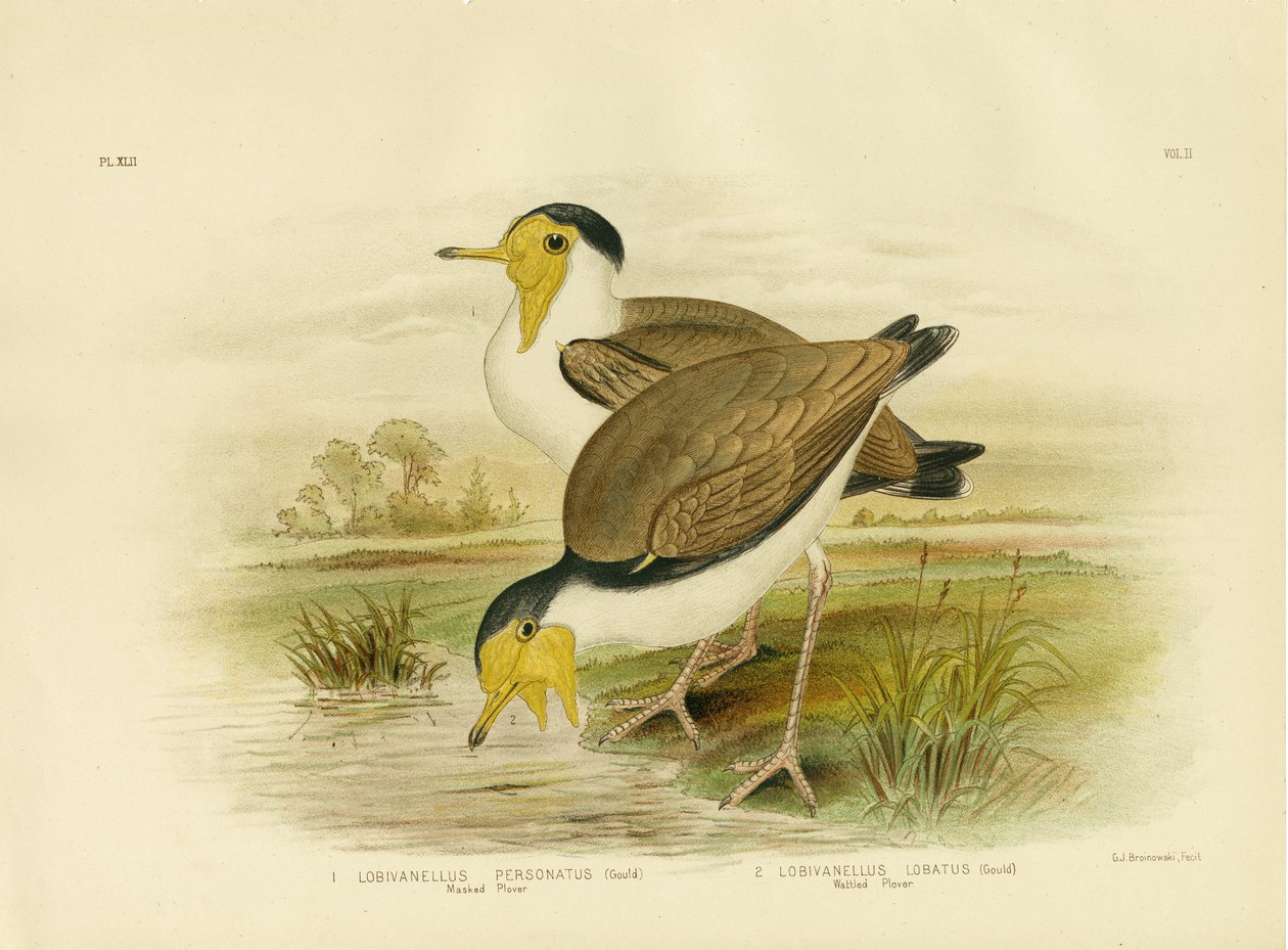 Lile, 1891 alkotó: Gracius Broinowski