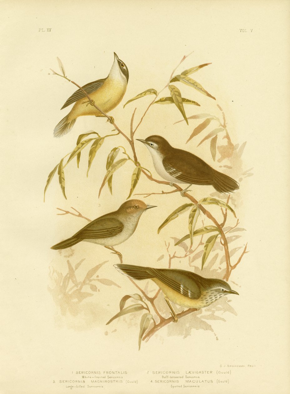 White-Fronted Scrubwren vagy White-Browed Scrubwren, 1891 alkotó: Gracius Broinowski