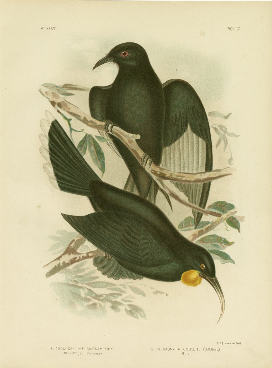 Fehérszárnyú corcorax, 1891 alkotó: Gracius Broinowski
