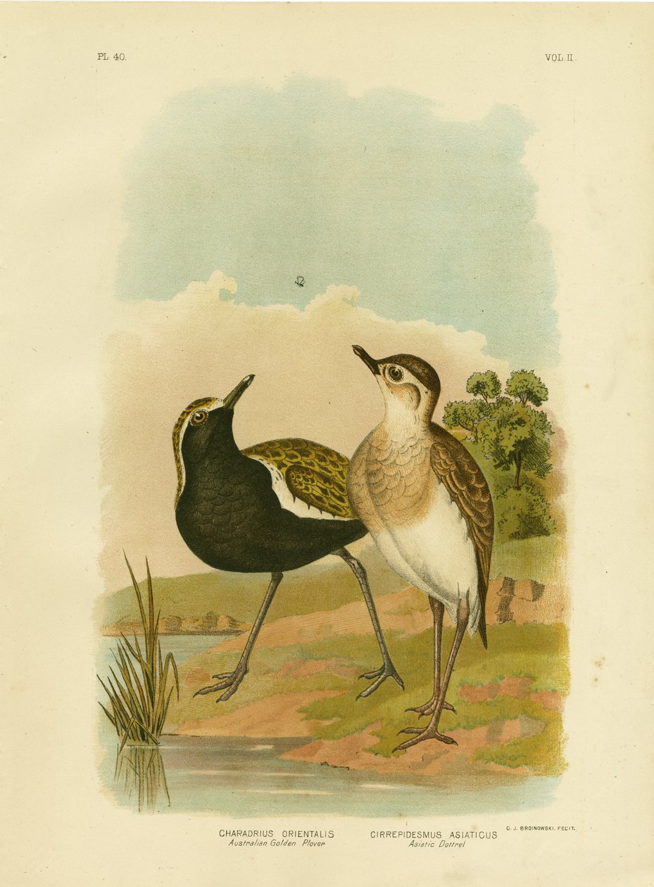 Ausztrál aranylile vagy csendes-óceáni aranylile, 1891 alkotó: Gracius Broinowski