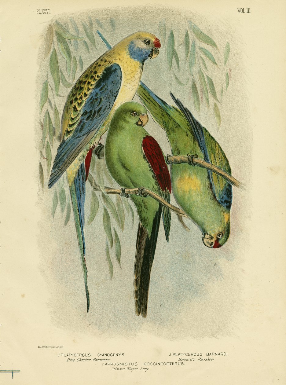 Kékarcú papagáj, 1891 alkotó: Gracius Broinowski