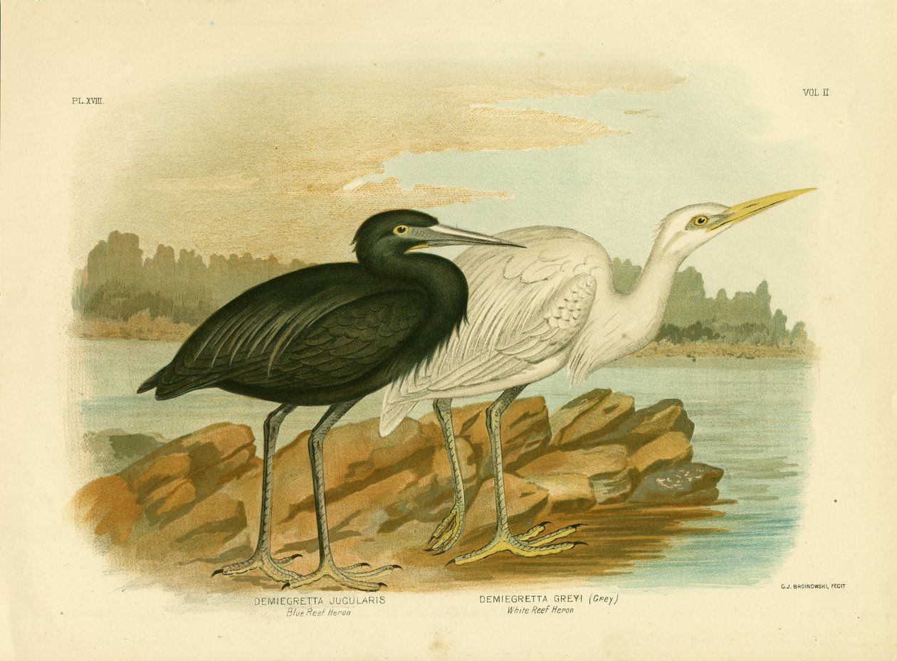 Blue Reef Heron, 1891 alkotó: Gracius Broinowski