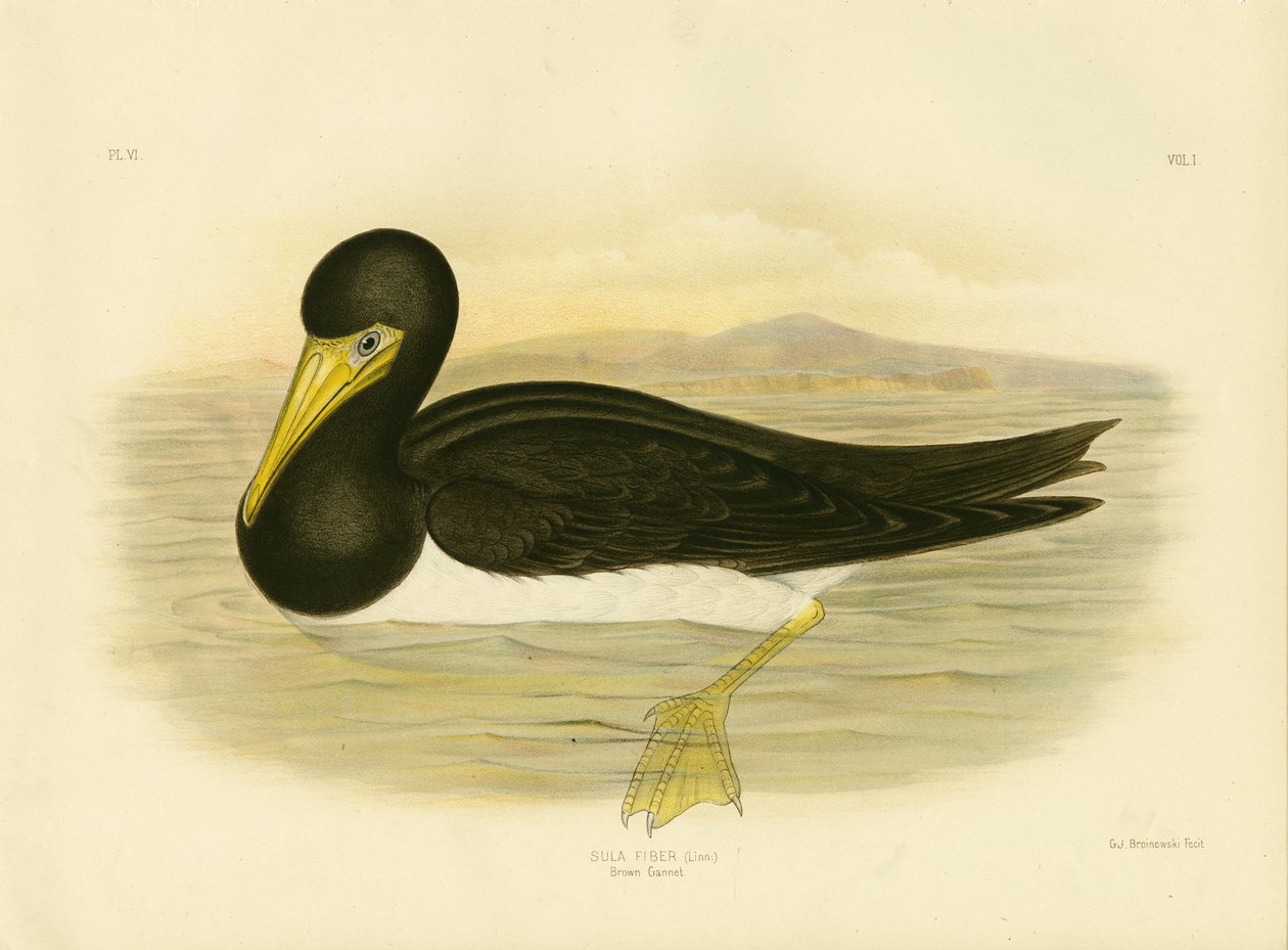 Brown Gannet, 1891 alkotó: Gracius Broinowski