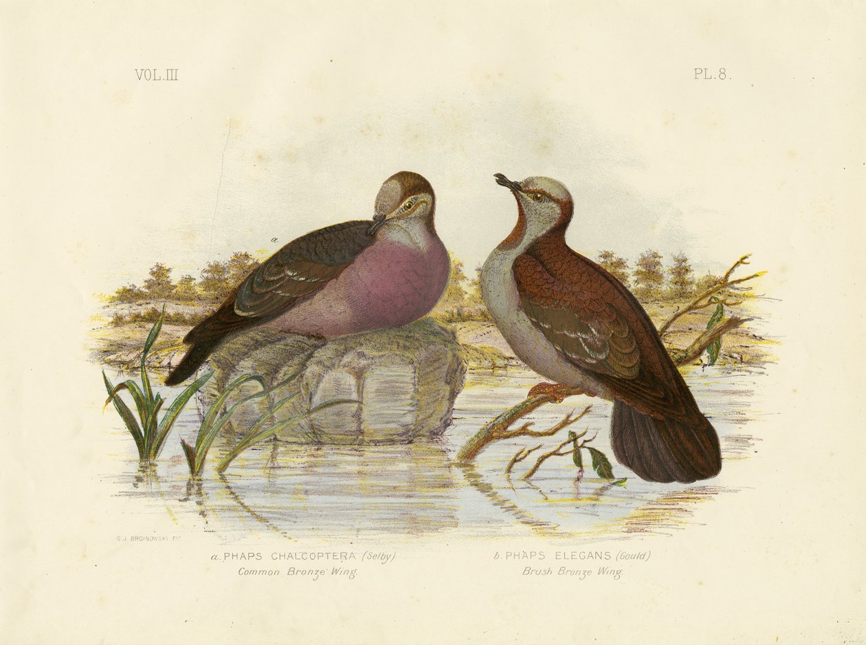 Common Bronzewing, 1891 alkotó: Gracius Broinowski
