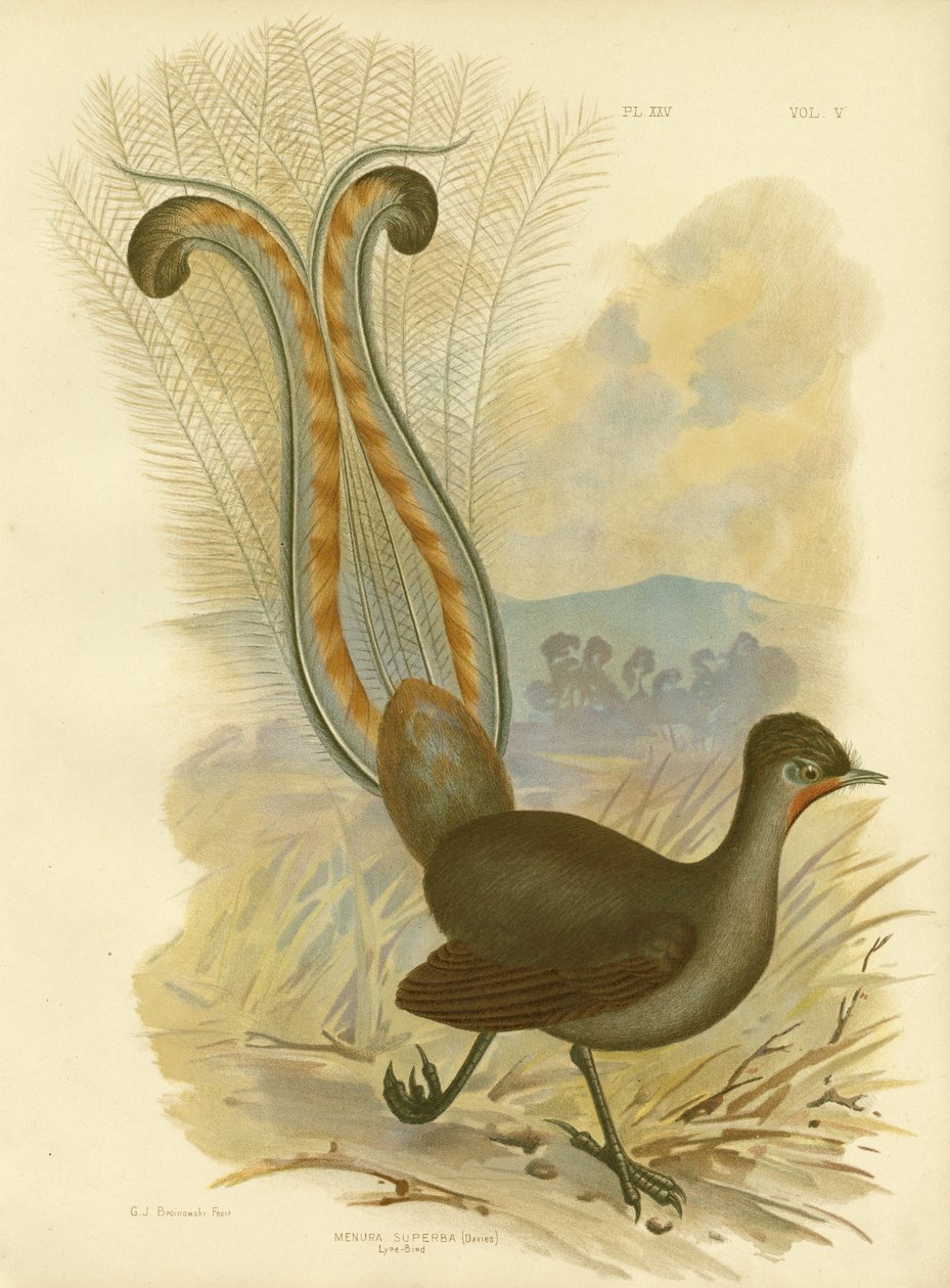 Lyrebird, 1891 alkotó: Gracius Broinowski