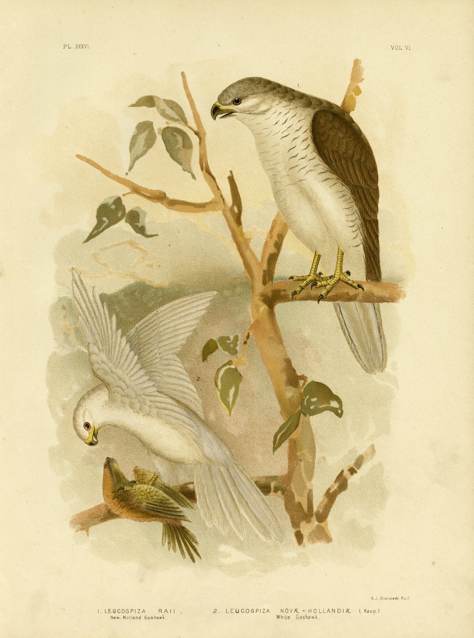 New Holland Goshawk, 1891 alkotó: Gracius Broinowski