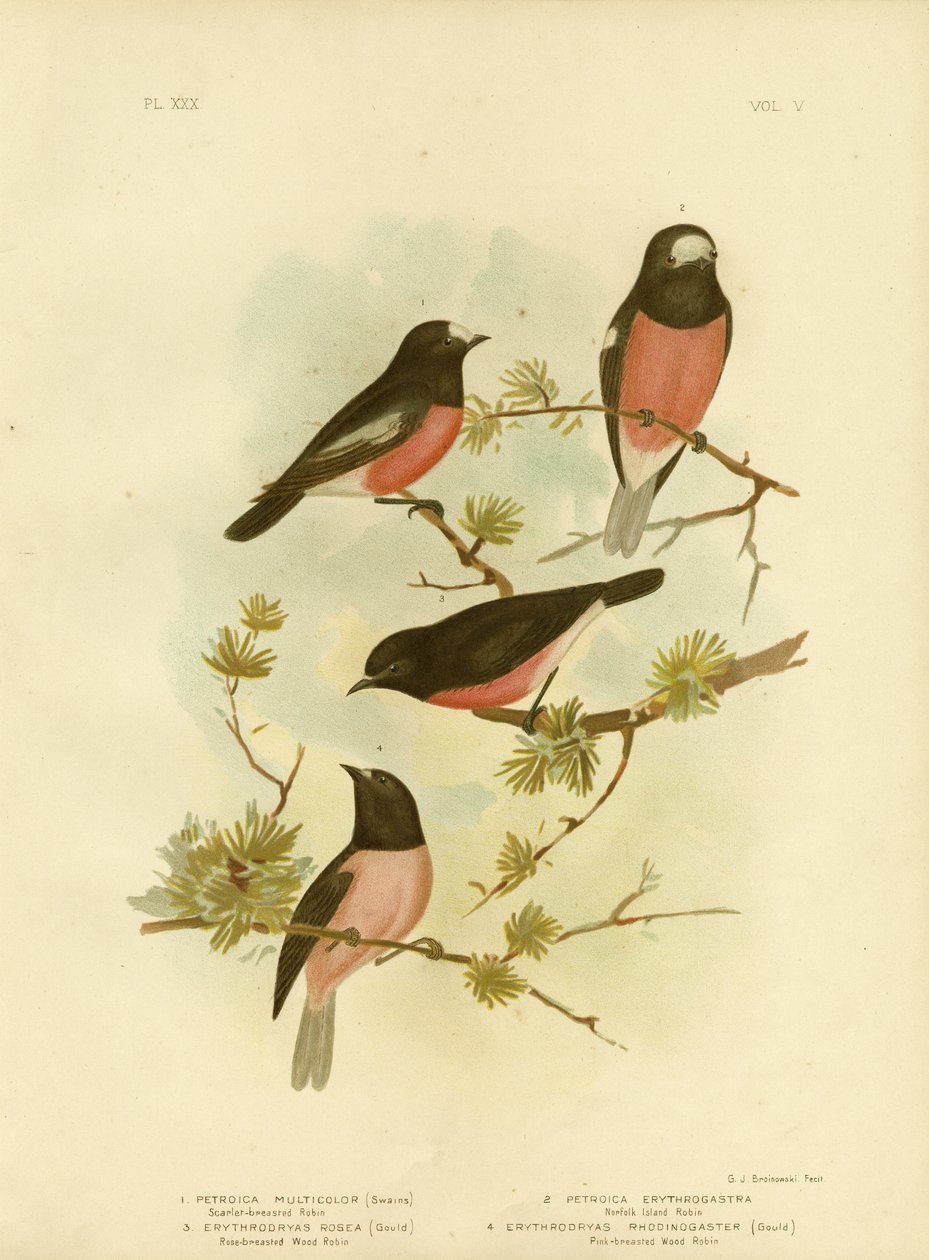 Scarlet Breasted Robin vagy Pacific Robin, 1891 alkotó: Gracius Broinowski