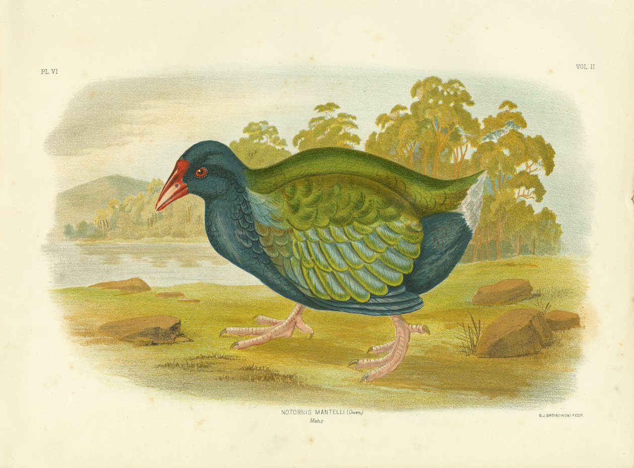 Takahe, 1891 alkotó: Gracius Broinowski