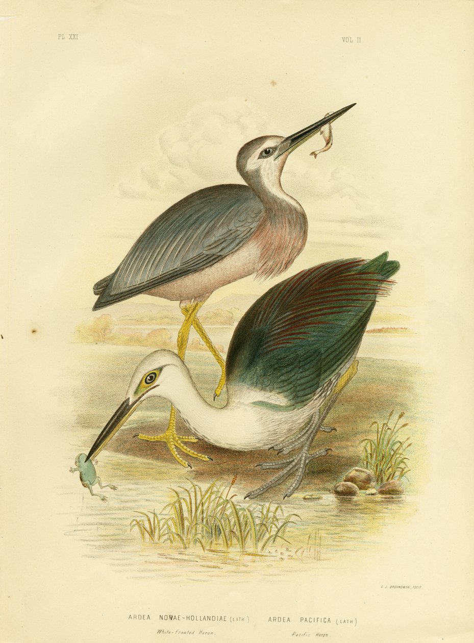 Fehérarcú gém, 1891 alkotó: Gracius Broinowski