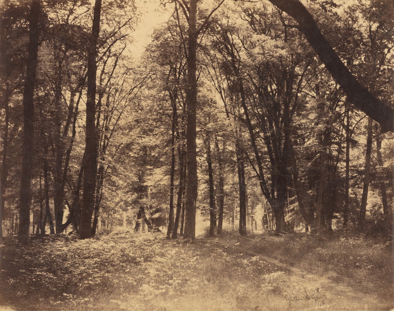 Erdei jelenet alkotó: Gustave Le Gray