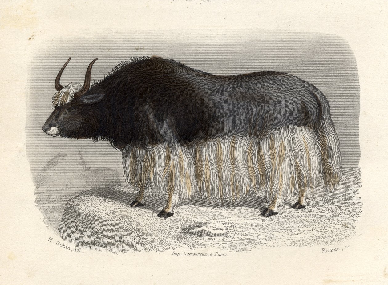 A tatár tehén, E. Ramus metszete alkotó: H. Gobin