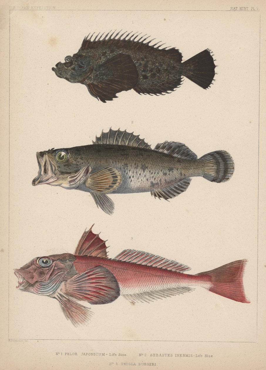 1. Pelor Japonicum, 2. Sebastes Inermis és 3. Trigla Burgeri, 1855 alkotó: H. Patterson