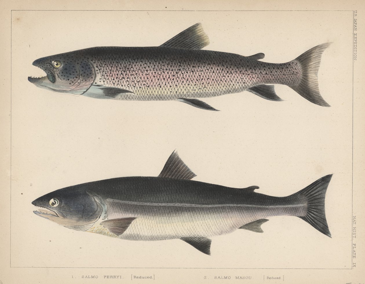 1. Salmo Perryi (csökkentett), 2. Salmo Masou (csökkentett), 1855 alkotó: H. Patterson