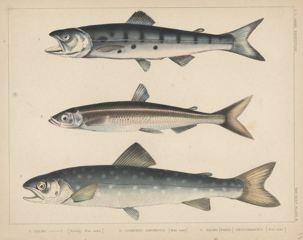 1. Lazac, 2. Osmerus Japonicus, 3. Salmo (Fario) Leucomaenis, 1855 alkotó: H. Patterson