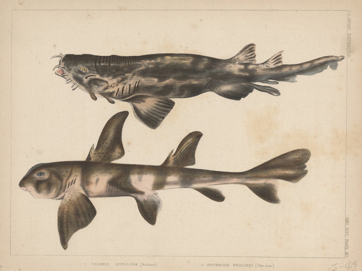 1. triakis Scyllium, 2. cestracion Phillippi, 1855 alkotó: H. Patterson