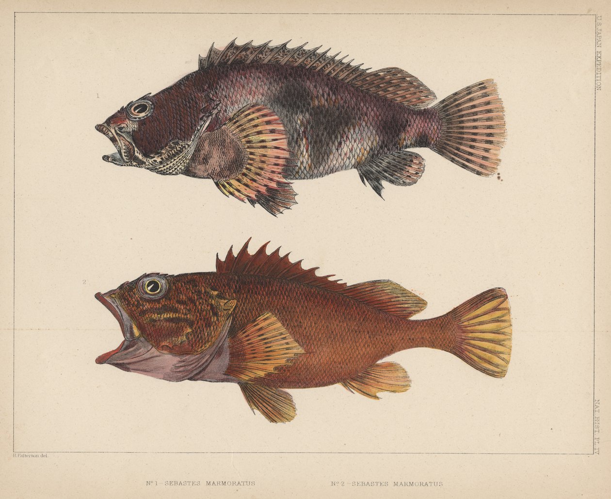 Sebastes Marmoratus, 1855 alkotó: H. Patterson