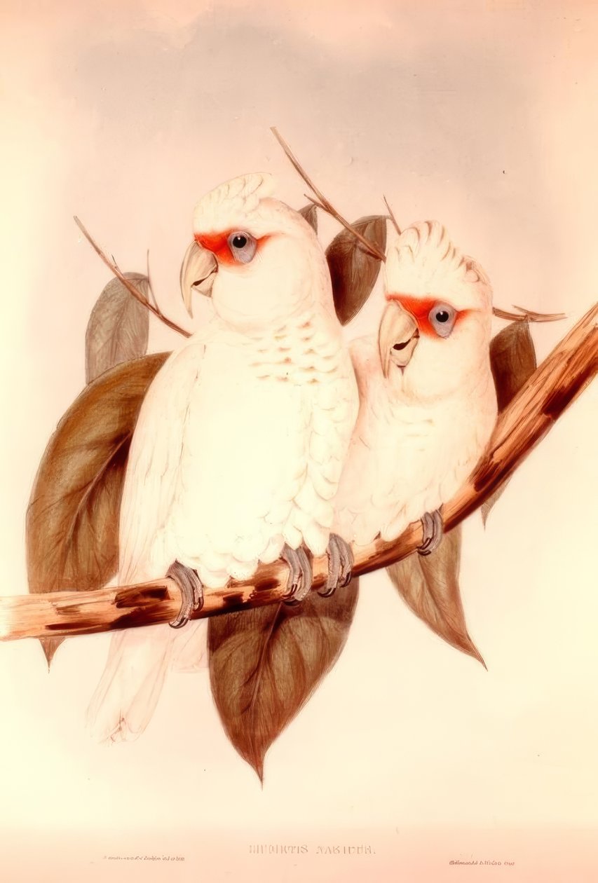 LICMETIS alkotó: H.C. Richter
