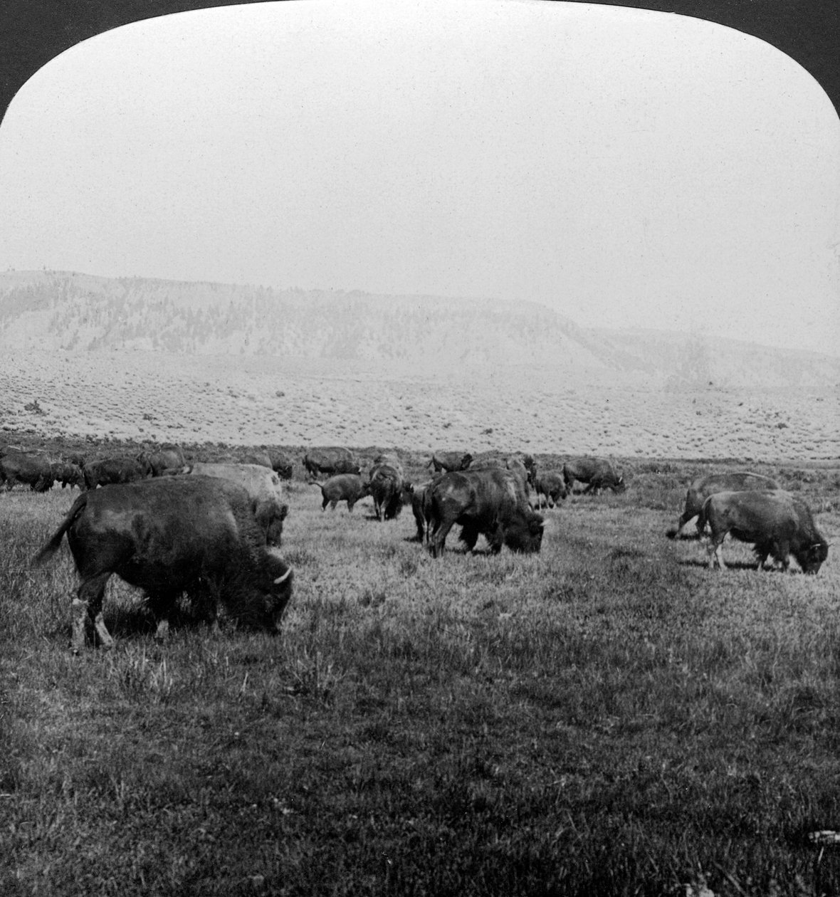 Buffalo, Yellowstone Nemzeti Park, USA. alkotó: H. C. White