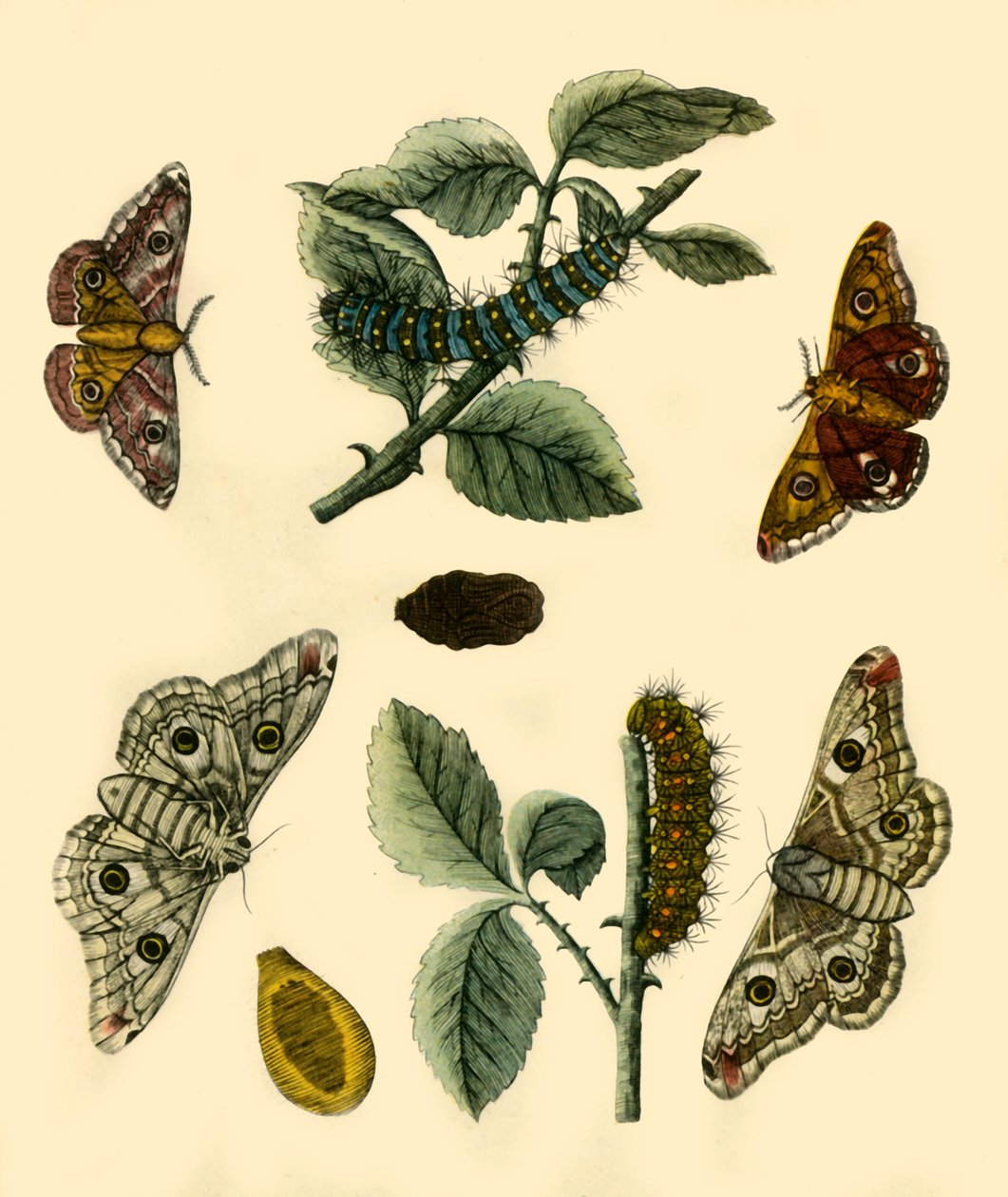 „Emperor Moth”, 1749, 1943. alkotó: H Terasson