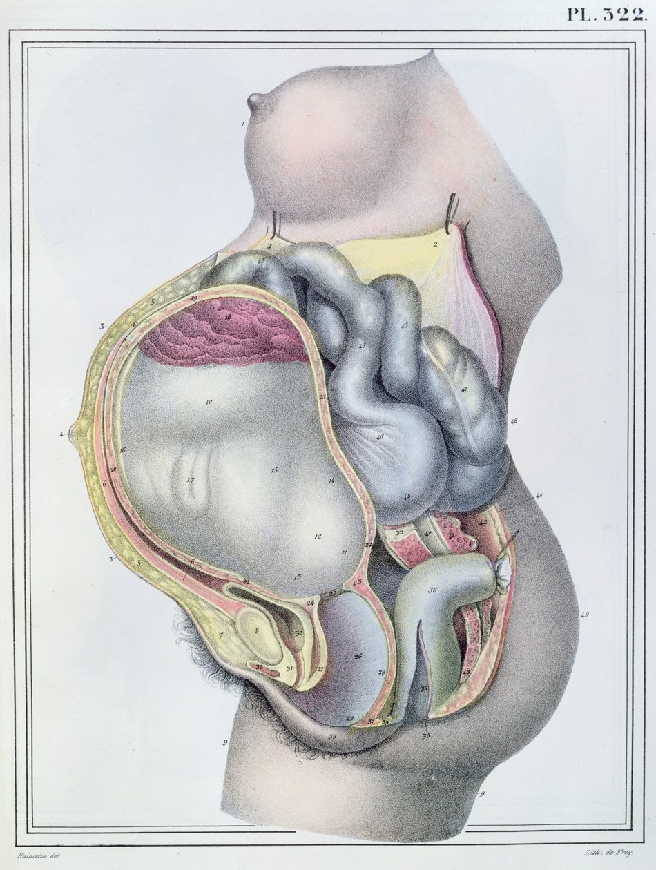 Egy terhes nő anatómiája, Jules Cloquet (1790-1883) „Manuel d
