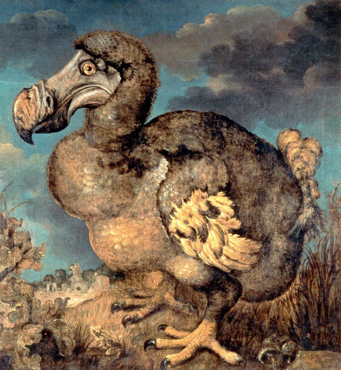 A Dodo, 1651 alkotó: Hans I Savery