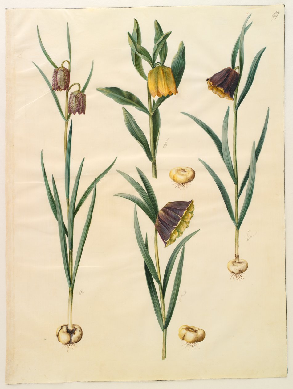 Fritillaria meleagris; Fritullaria lutea eller Fritullaria latifolia var lutea; Fritillaria pyrenaica alkotó: Hans Simon Holtzbecker