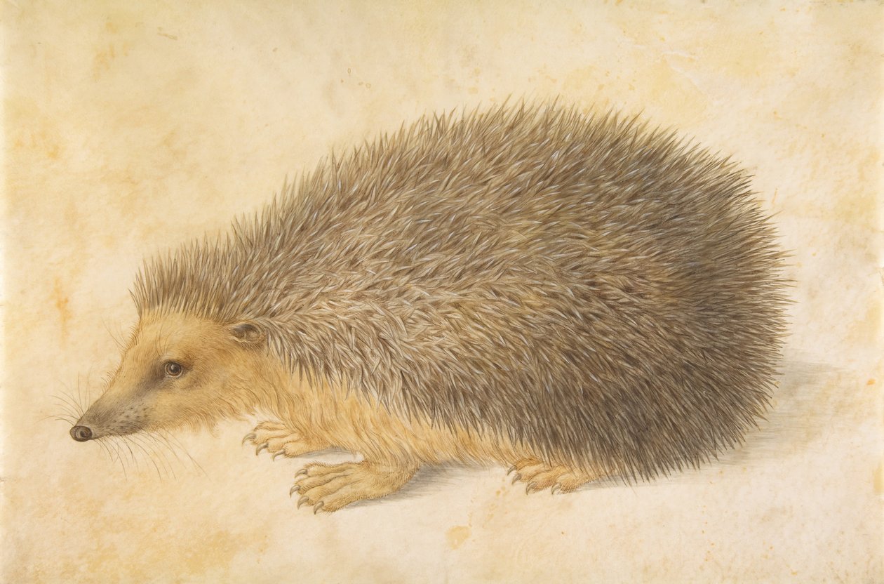Erinaceus roumanicus sündisznó, 1584 előtt. alkotó: Hans Hoffmann