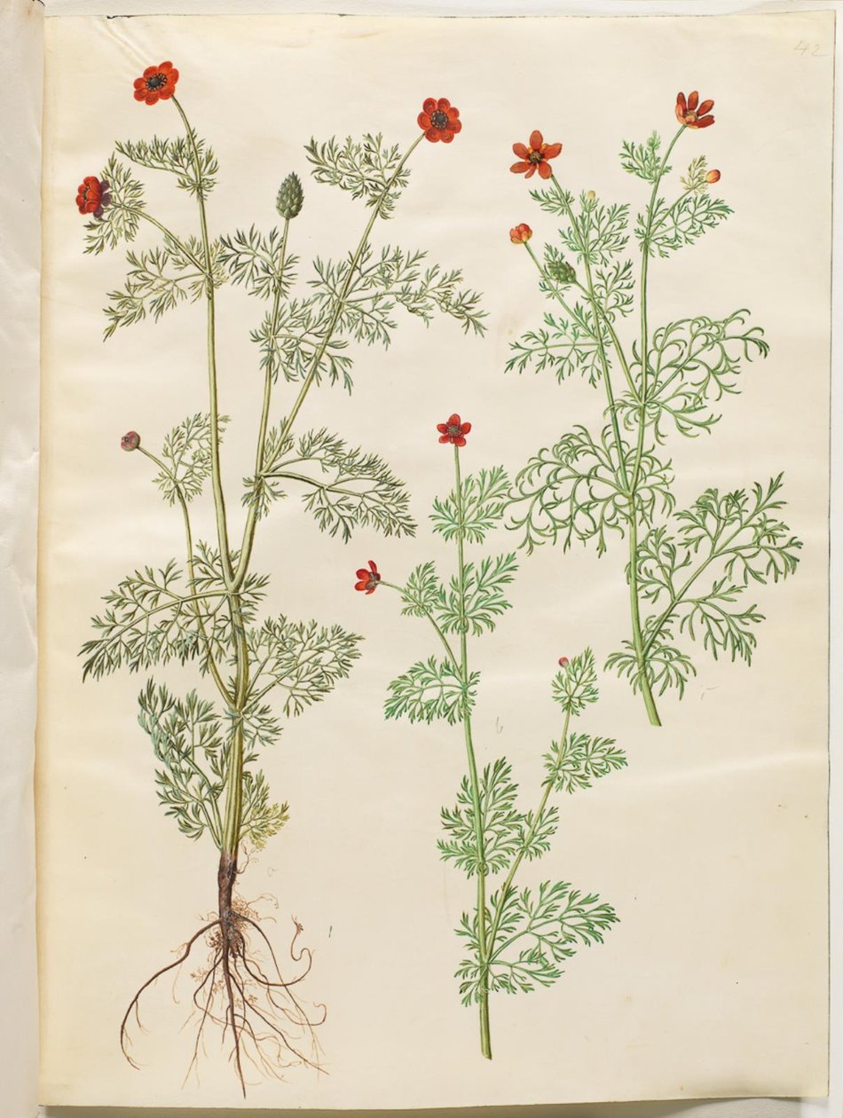 Adonis egynyári (høst-adonis); Adonis nyár (sommer-adonis) alkotó: Hans Simon Holtzbecker