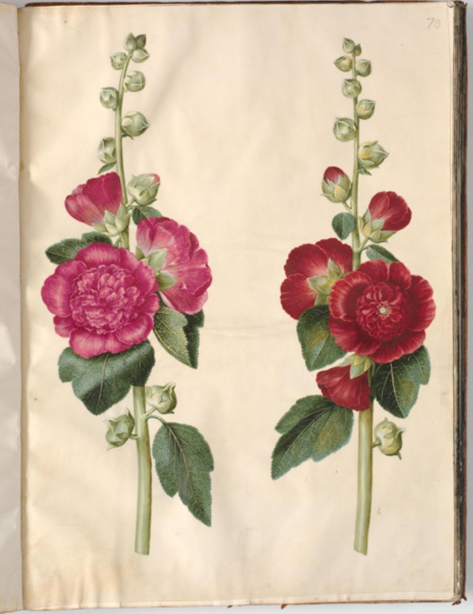 Alcea rosea (have-stokrose) alkotó: Hans Simon Holtzbecker